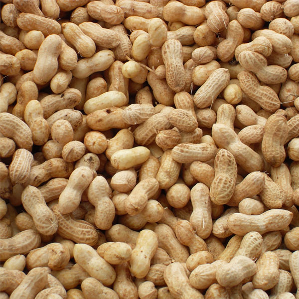 Peanut Groundnuts